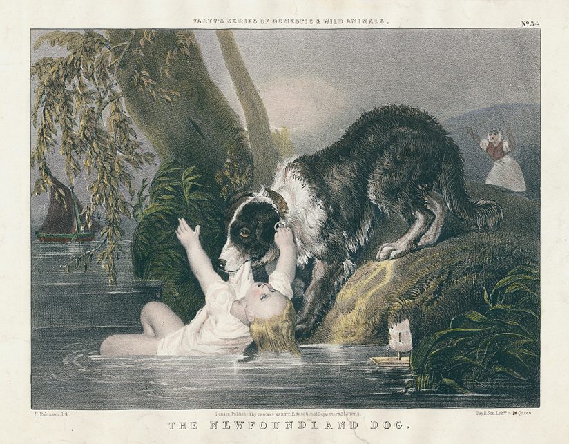 Newfoundland Dog, stone lithograph by Frederick Robinson, 1850