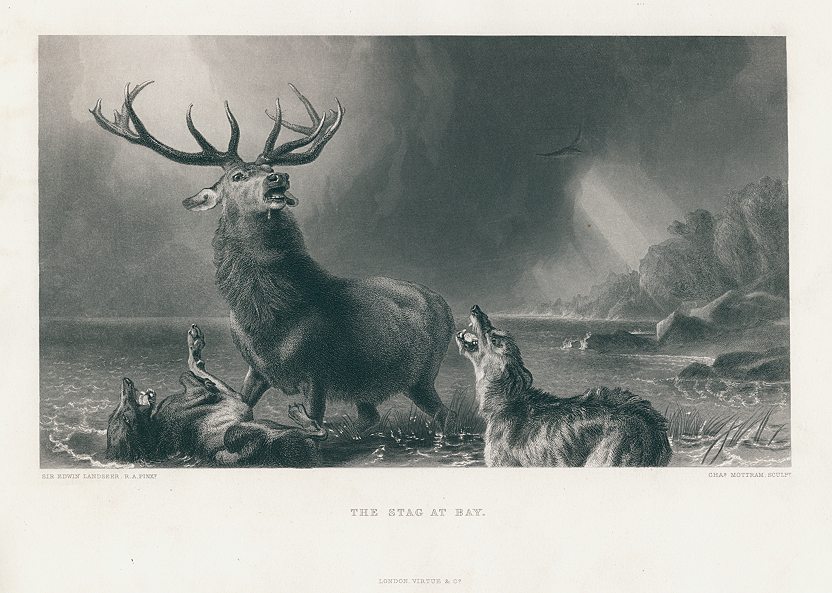 The Stag at Bay, after Landseer, 1870