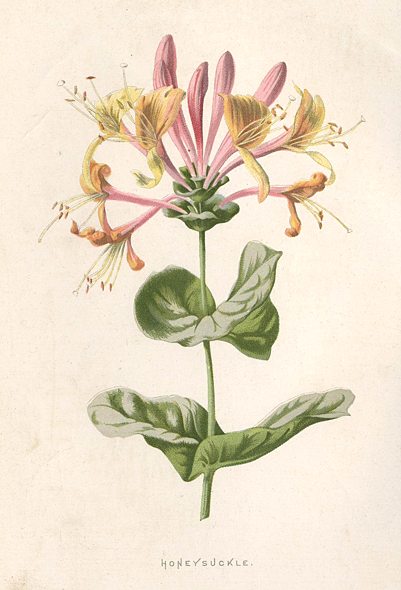 Honeysuckle, 1895