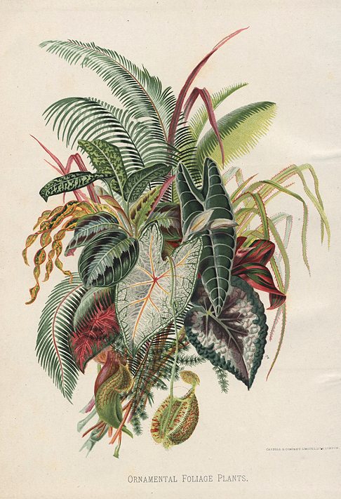 Ornamental Foliage Plants, 1892