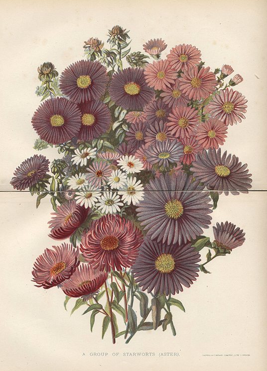 A Group of Starworts (Aster), 1892