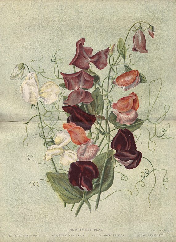 New Sweet Peas, 1892