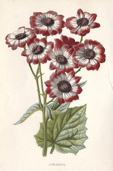 Cineraria, 1895