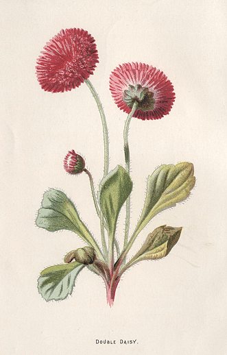 Double Daisy, 1895