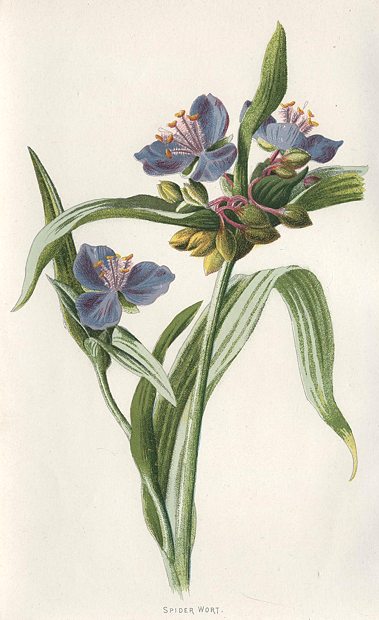 Spider Wort, 1895