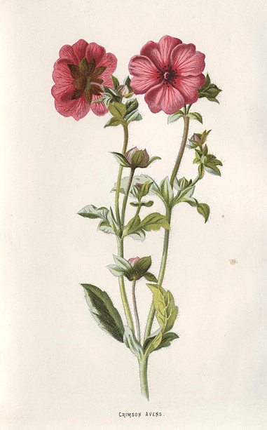 Crimson Avens, 1895