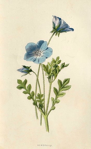 Nemophila, 1895