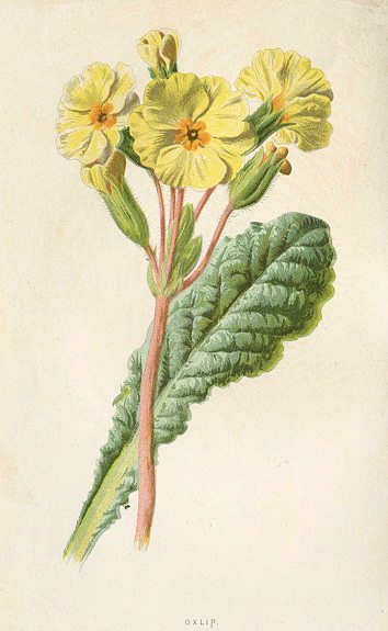 Oxlip, 1895