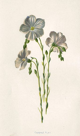 Common Flax, 1895