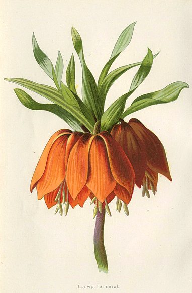 Crown Imperial, 1895