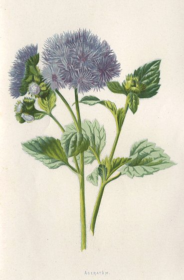 Aceratum, 1895