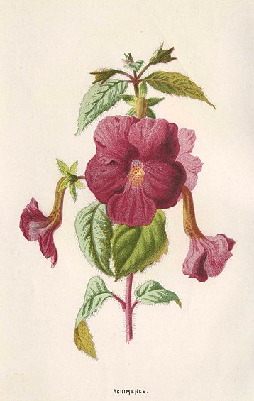 Achimenes, 1895