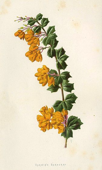 Darwin's Barberry, 1895