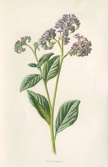 Heliotrope, 1895