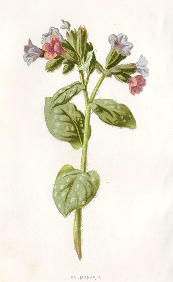 Pulmonaria, 1895