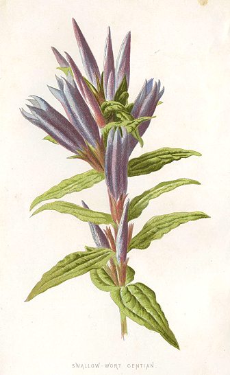 Swallow-Wort Gentian, 1895