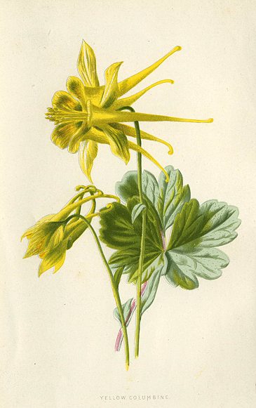 Yellow Columbine, 1895