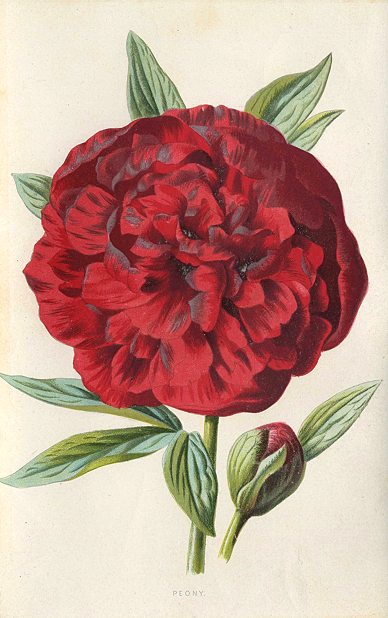 Peony, 1895