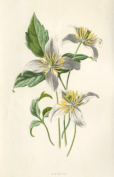 Clematis, 1895