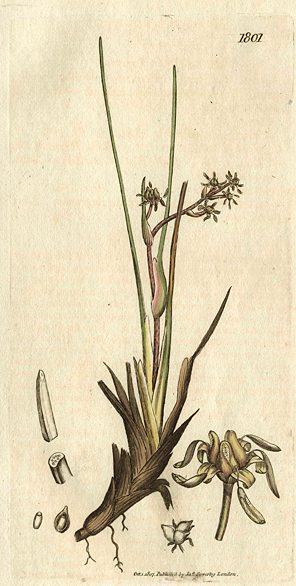 Marsh Scheuchzeria (Scheuchzeria palustris), Sowerby, 1807