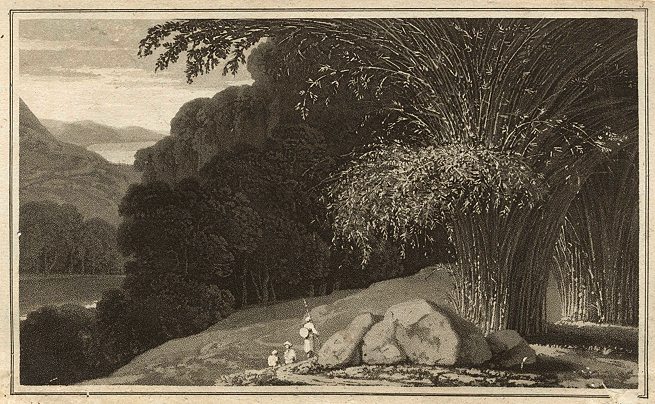 Bamboo plant, William Daniell, 1807