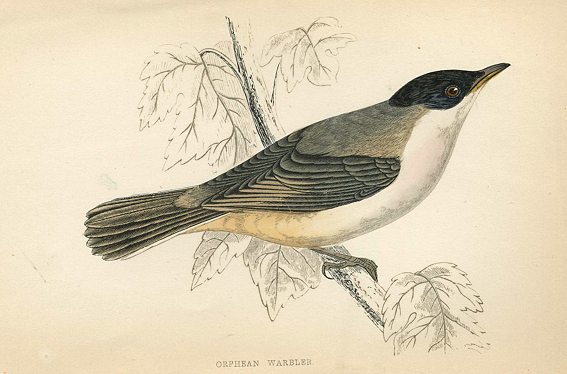 Orphean Warbler, Morris Birds, 1862