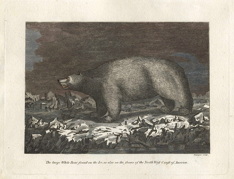 Polar Bear, 1810