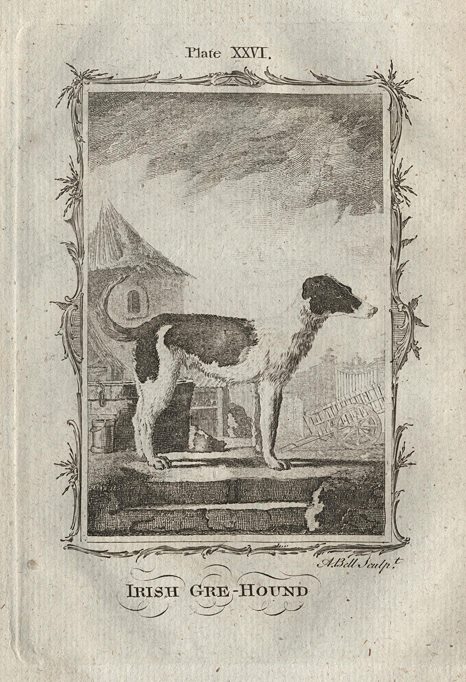 Irish Greyhound, after Buffon, 1785