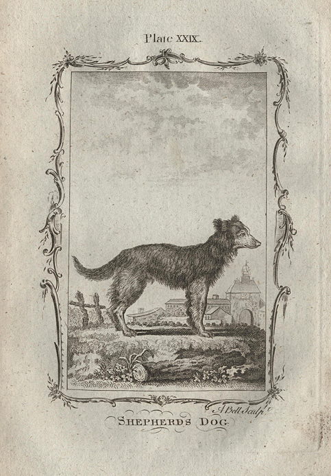 Sheepdog, after Buffon, 1785