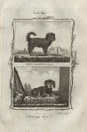 King Charles Dog & Pyrame Dog, after Buffon, 1785