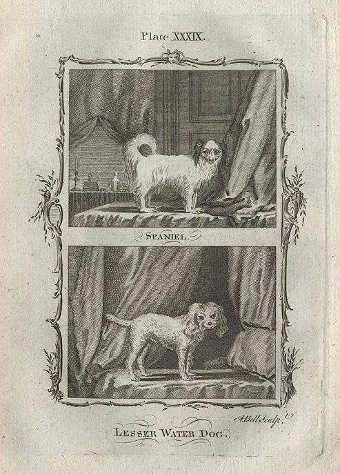 Spaniel & Lesser Water Dog, after Buffon, 1785