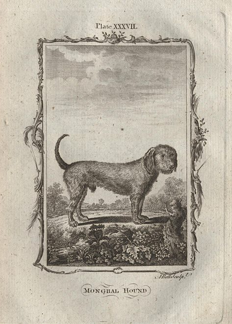 Mongrel Hound, after Buffon, 1785