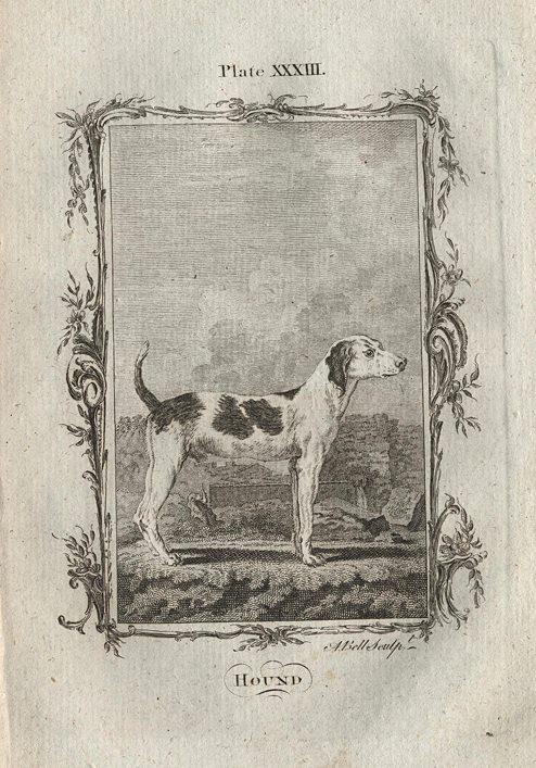 Hound, after Buffon, 1785