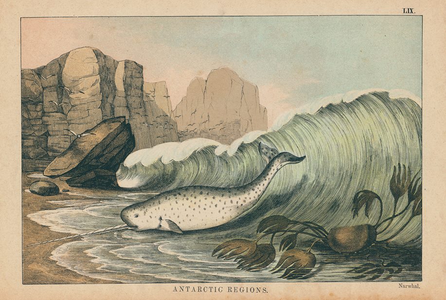 Narwhal, Antarctic Regions, 1877