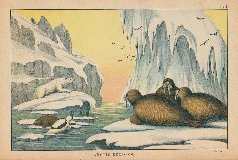 Walrus, Arctic Regions, 1877