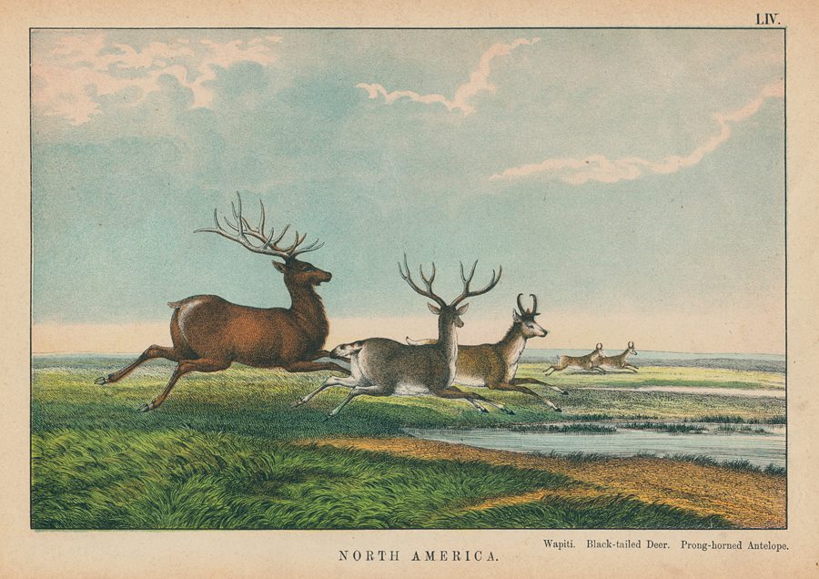 Wapiti, Black-tailed Deer, prong-horned Antelope, North America, 1877