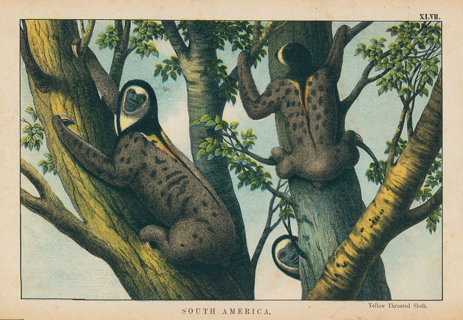 Yellow Throated Sloth, South America, 1877