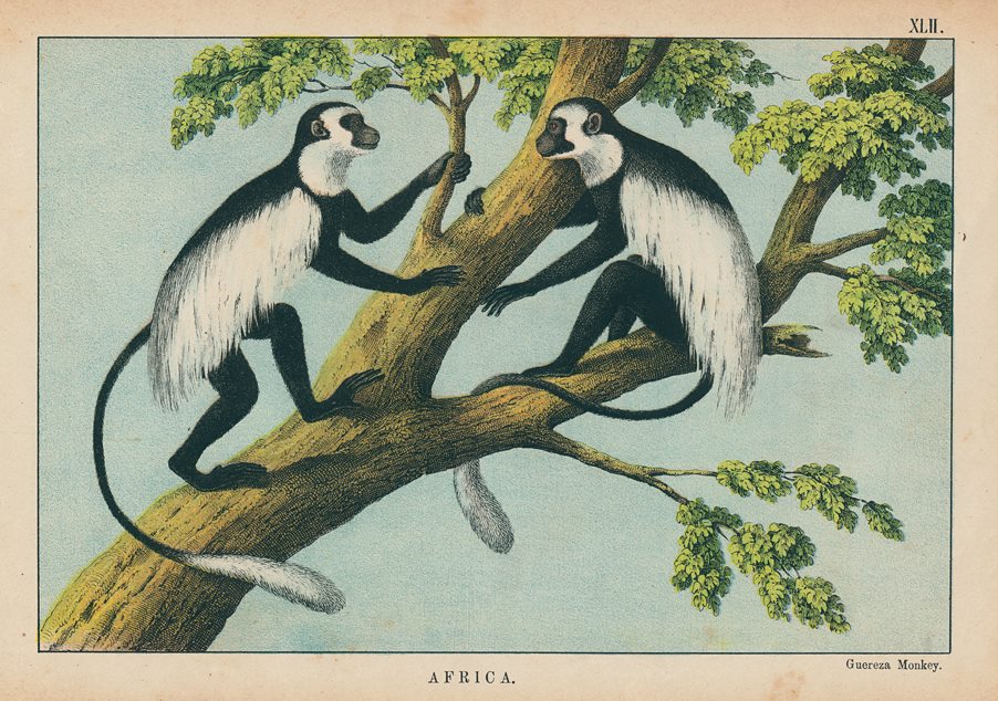 Guereza Monkey, Africa, 1877