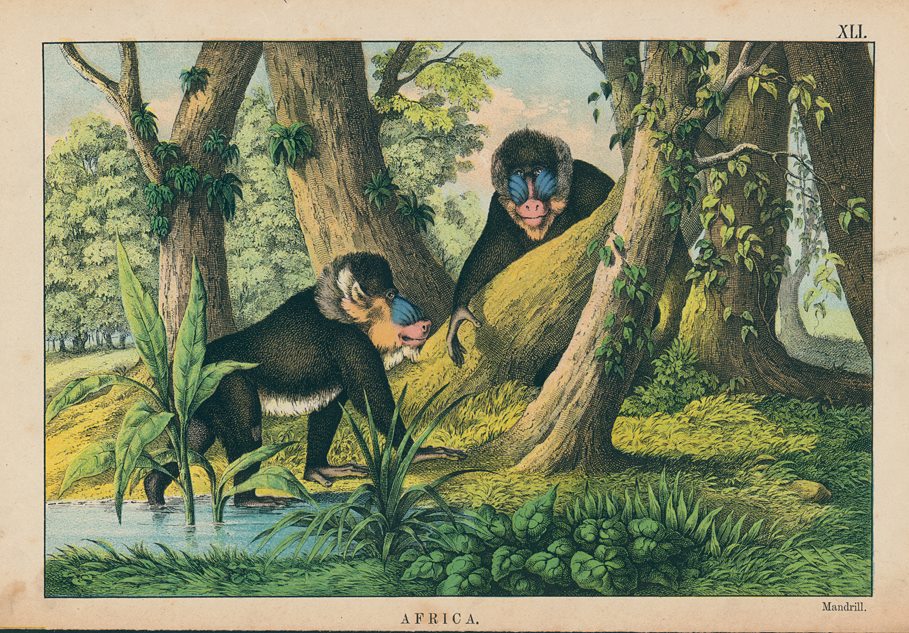 Mandrill, Africa, 1877