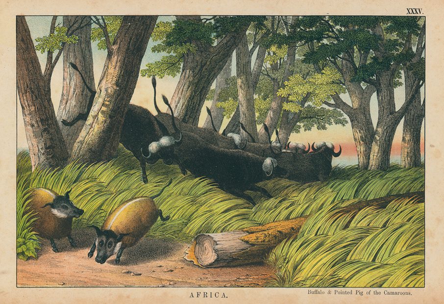 Buffalo & Pointed Pig of the Cameroons, Africa, 1877