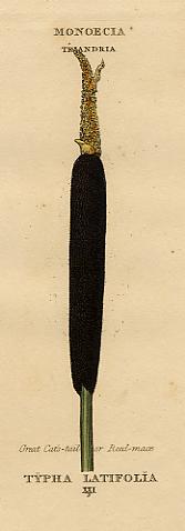 Great Cats-tail or Reed-mace, about 1800