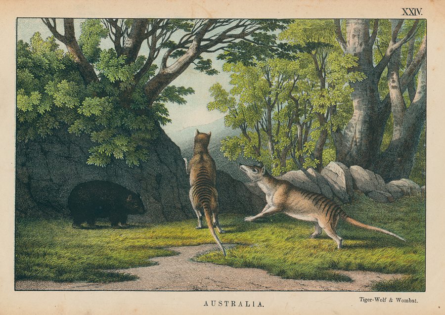 Tasmanian Tiger-Wolf & Wombat, Australia, 1877