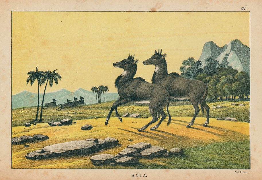 Nilghau (Asian antelope), Asia, 1877