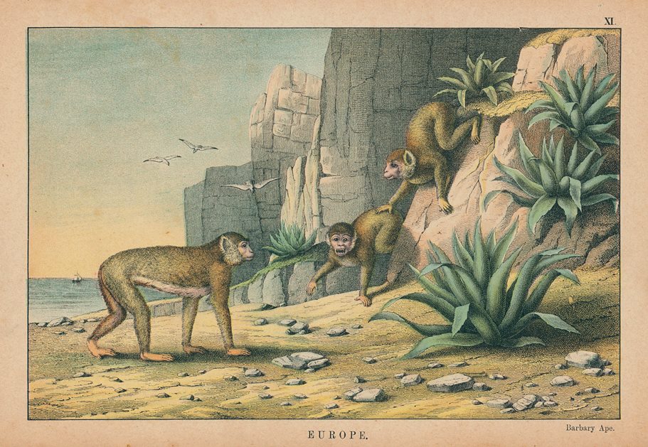 Barbary Ape, Europe, 1877