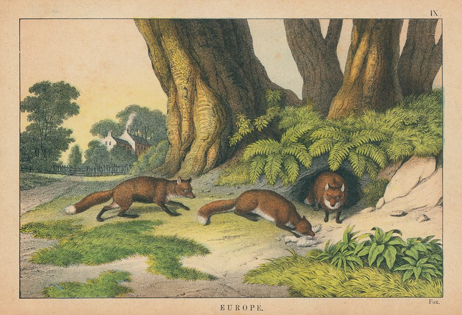 Fox, Europe, 1877