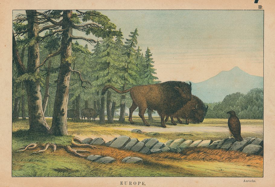 Aurochs, Europe, 1877