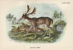 Fallow Deer, 1897