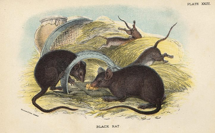 Black Rat, 1897