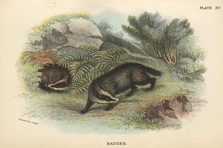 Badger, 1897