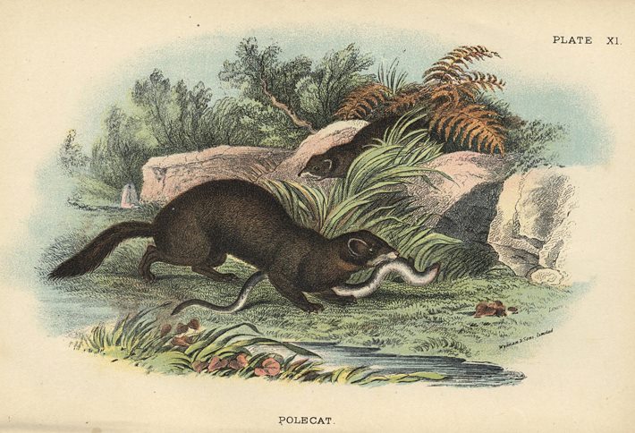 Polecat, 1897